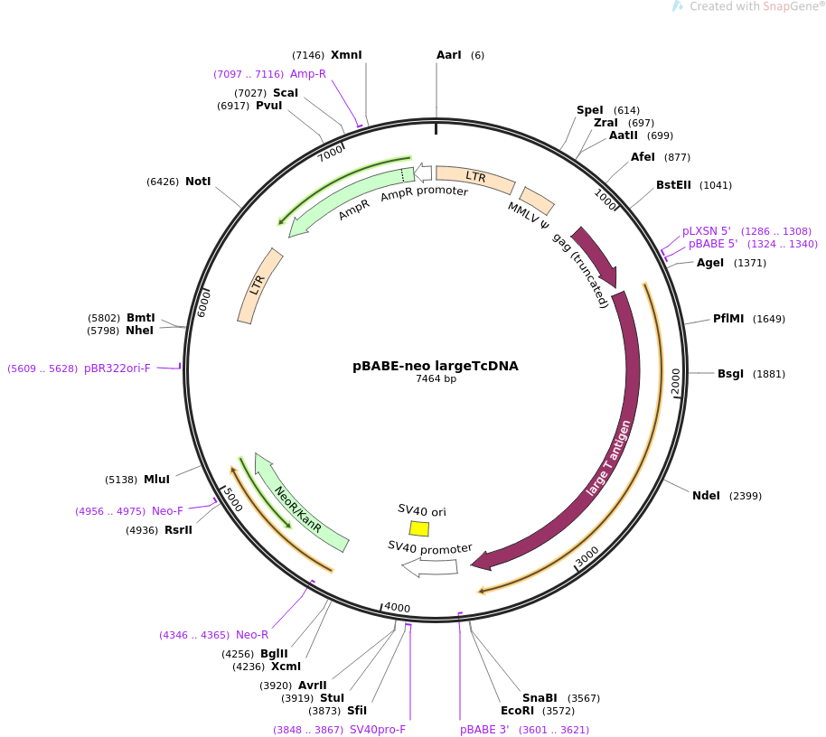 pBABE-neo largeTcDNA质粒图谱